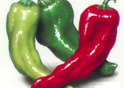 Feasibility Study for Chile Processing Plant