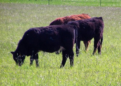 Value Chains in Northern New Mexico